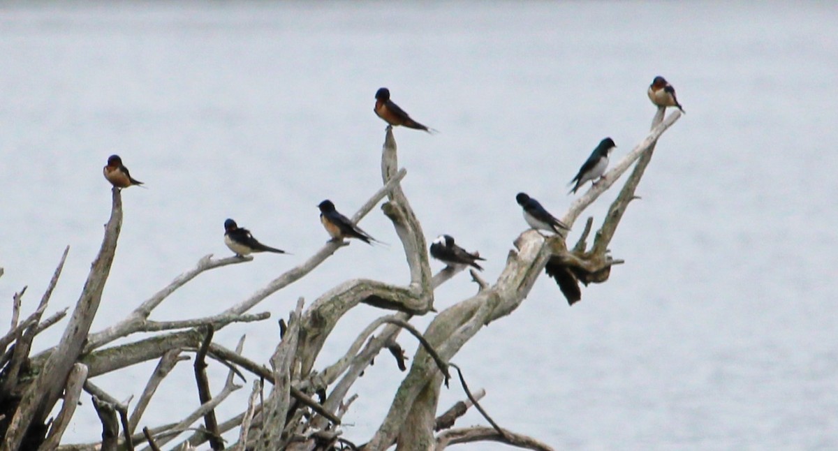 swallow sp. - Hilary Dickson