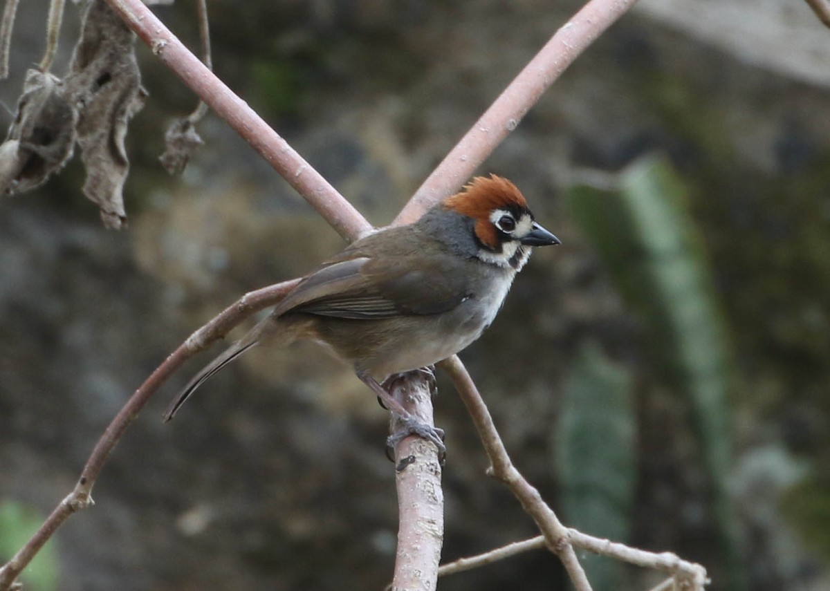 Cabanis's Ground-Sparrow - Roger Higbee