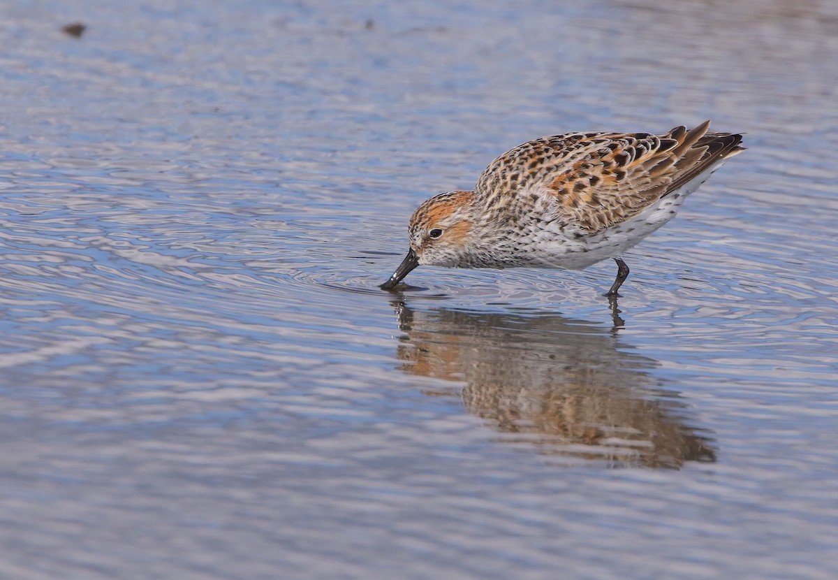 Western Sandpiper - Blair Bernson