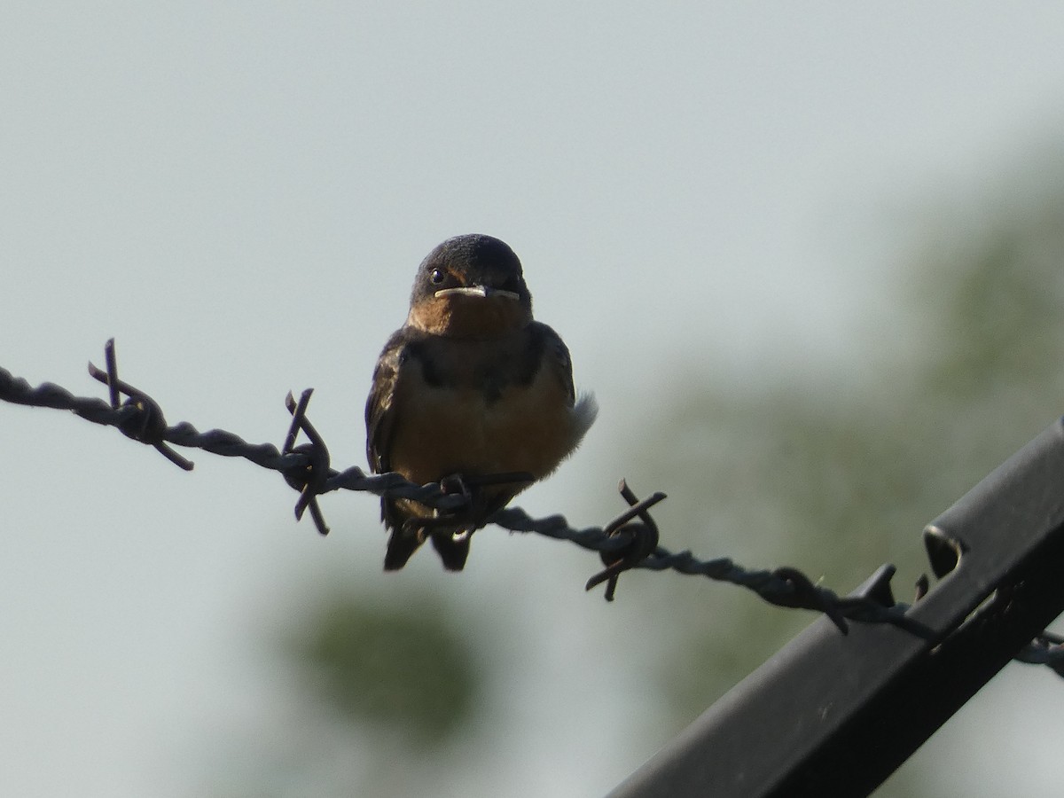 Barn Swallow - ML618247413