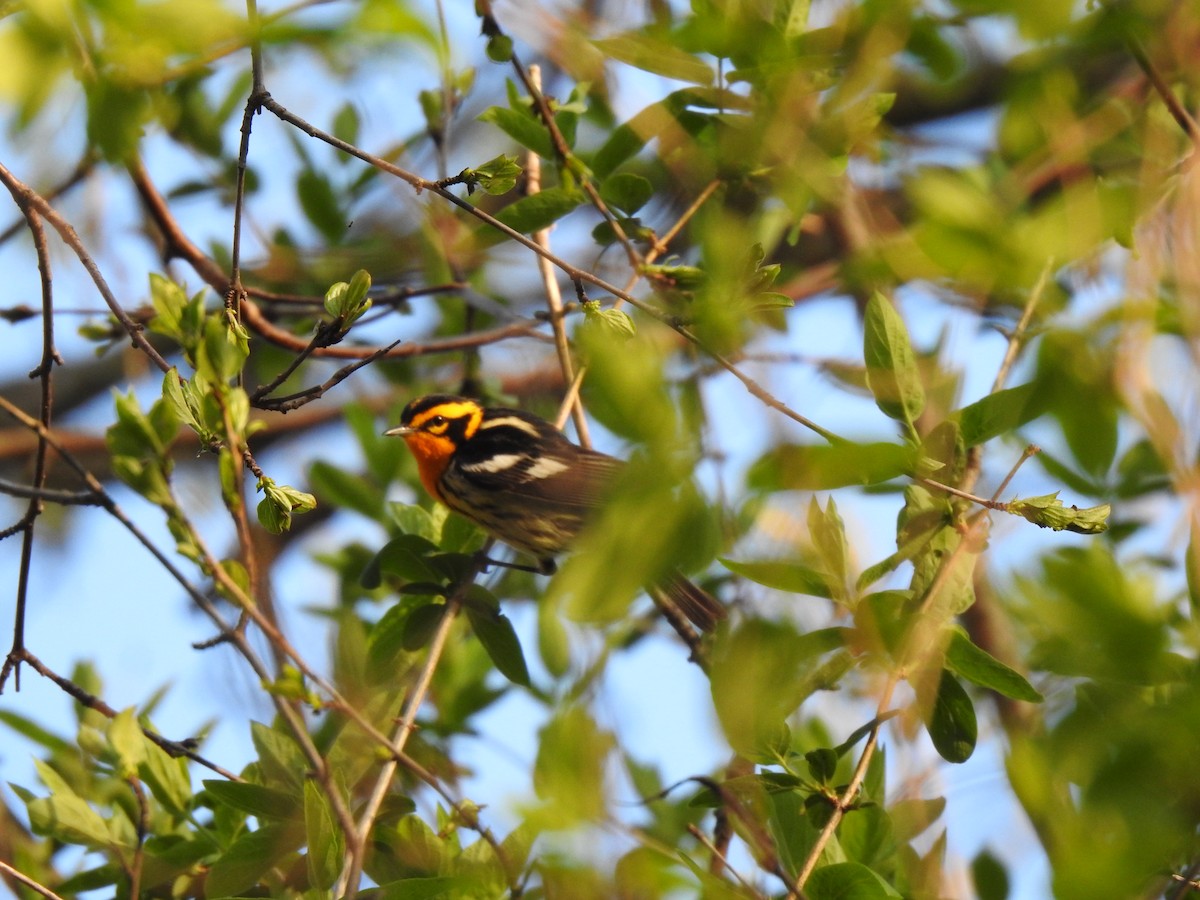 Blackburnian Warbler - ML618247426