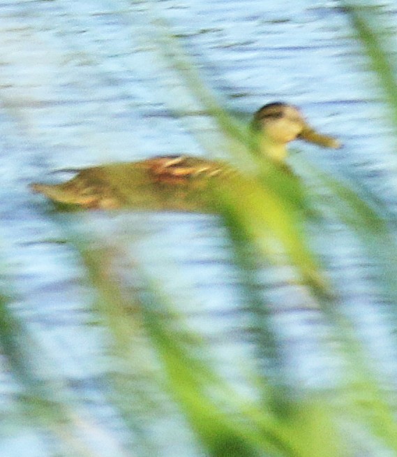 Mottled Duck - ML618247433