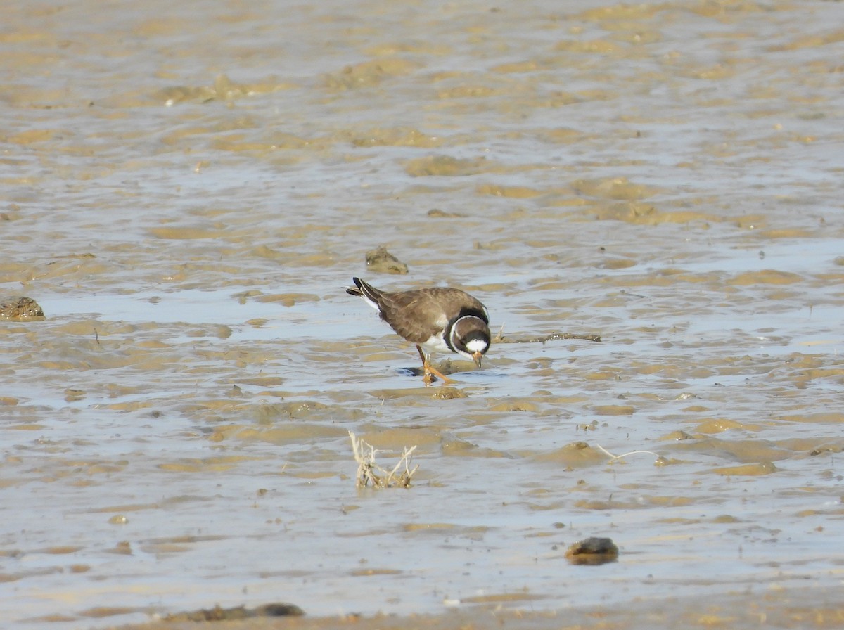 Semipalmated Plover - Lori Shuler