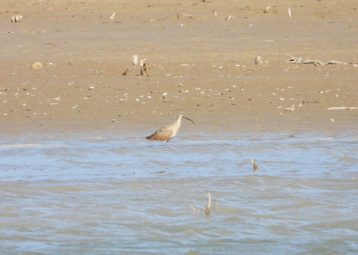 Long-billed Curlew - ML618247455