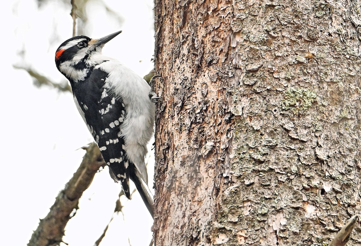 Hairy Woodpecker - Wayne Oakes