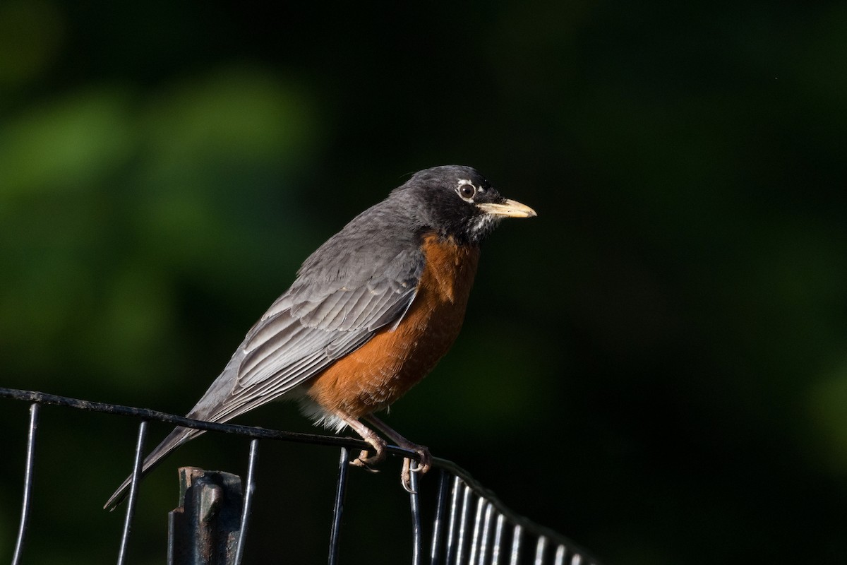 American Robin - Alex Tey