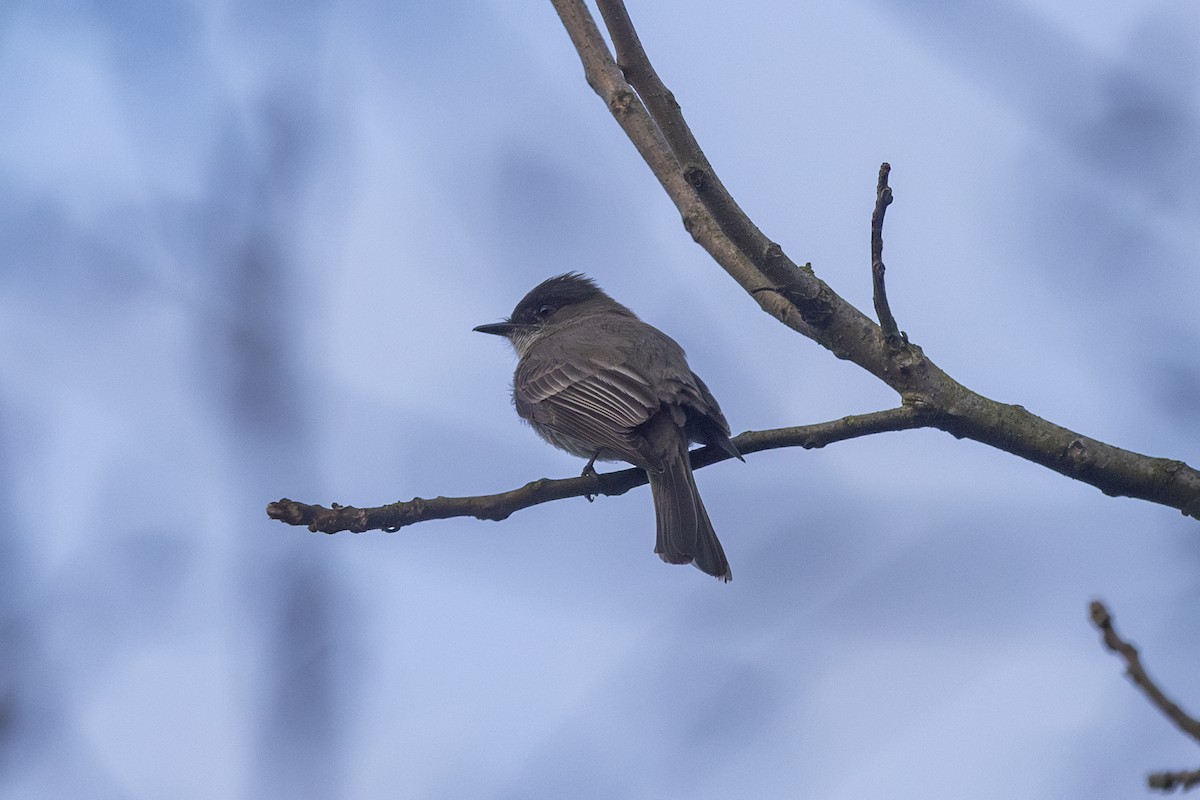 Eastern Phoebe - Adam Farid