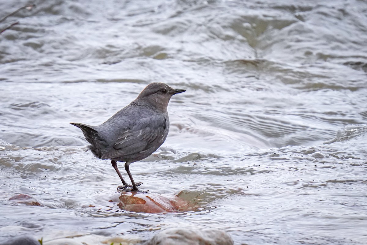 American Dipper - Laura Sheets