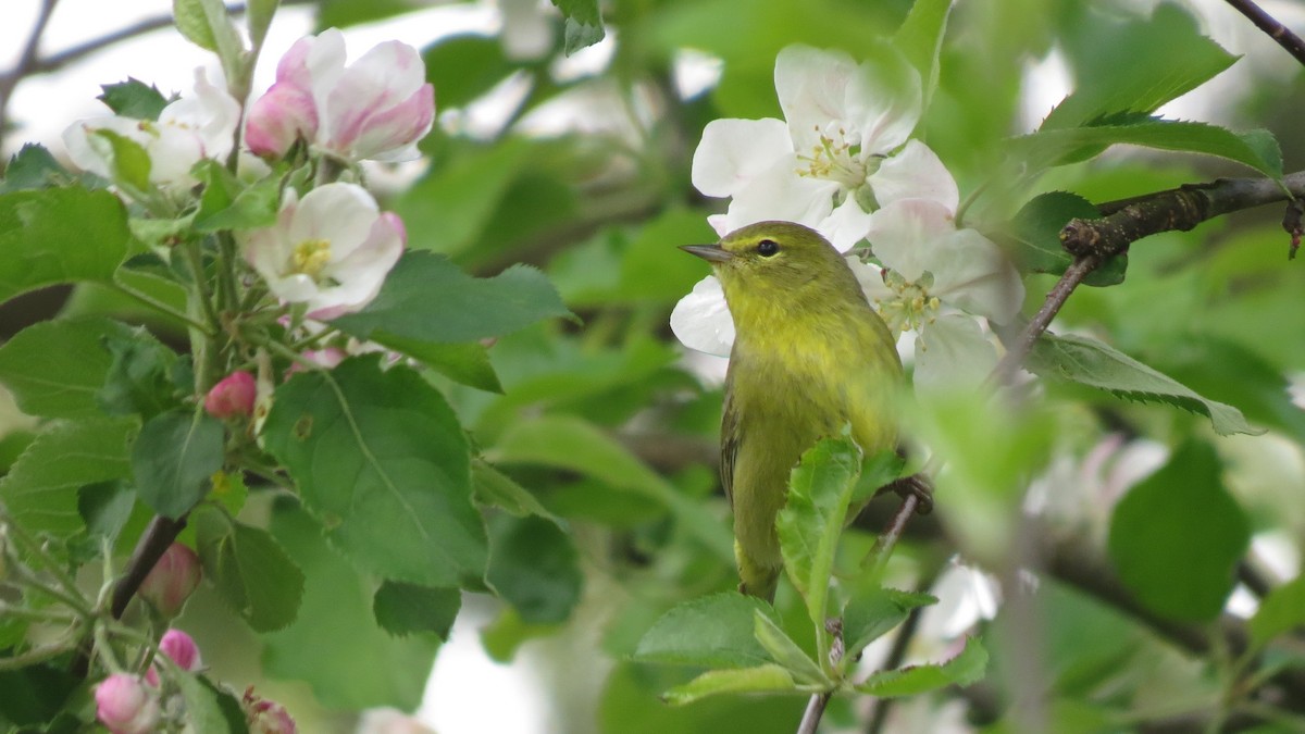 Orange-crowned Warbler - Josiah Chase