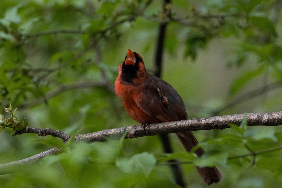 Northern Cardinal - Alex Tey