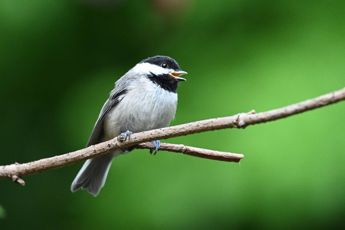 Carolina Chickadee - carol tuskey