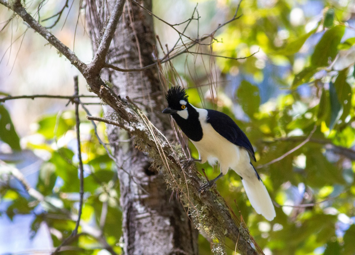 Tufted Jay - ML618247547