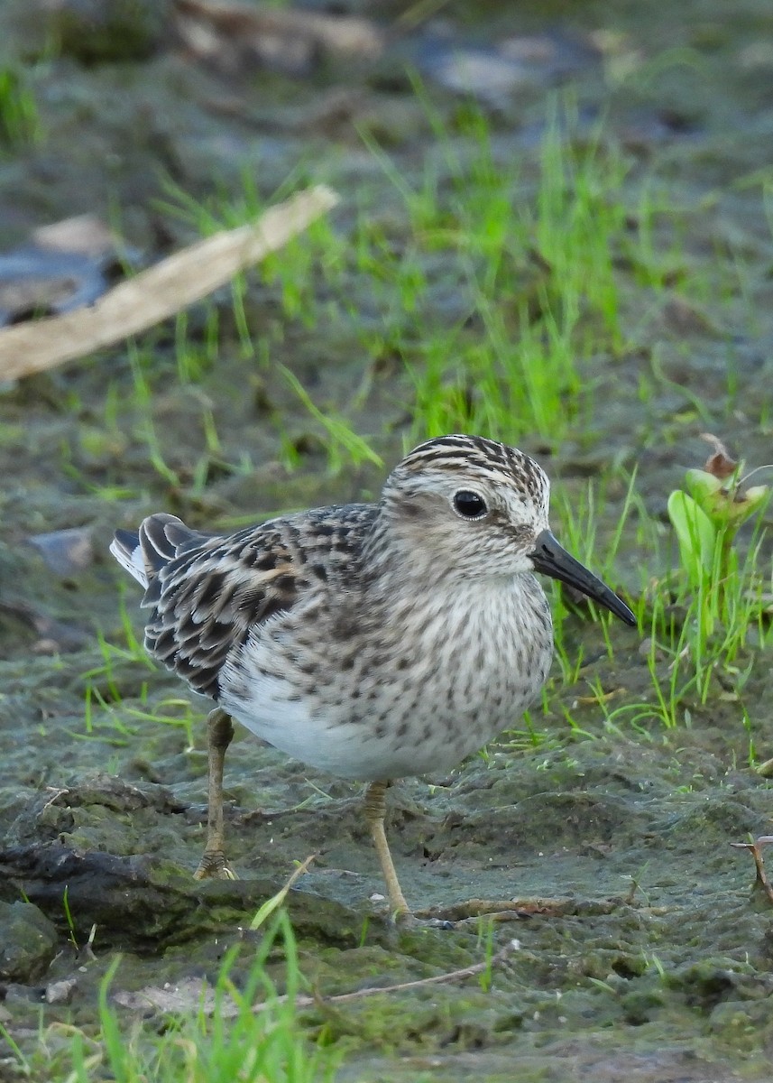 Least Sandpiper - Don Keffer