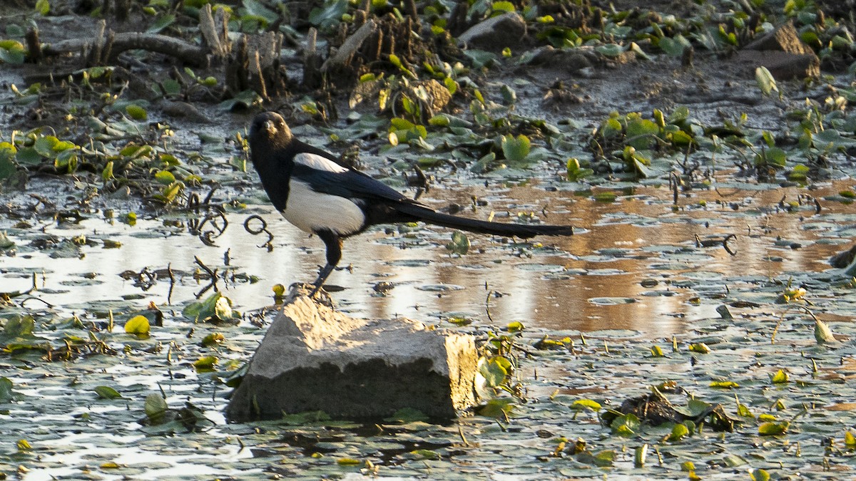 Oriental Magpie - Xinyi Li