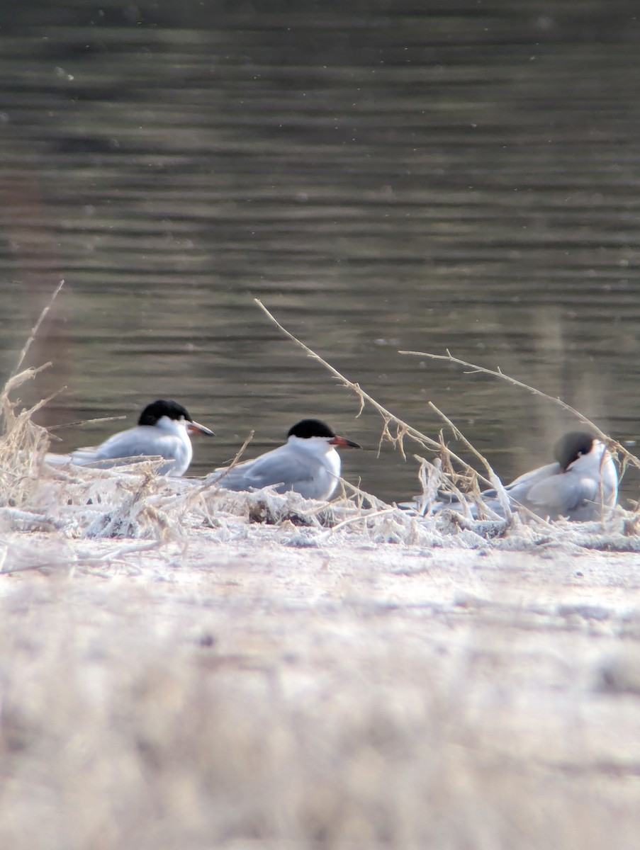 Forster's Tern - ML618247598