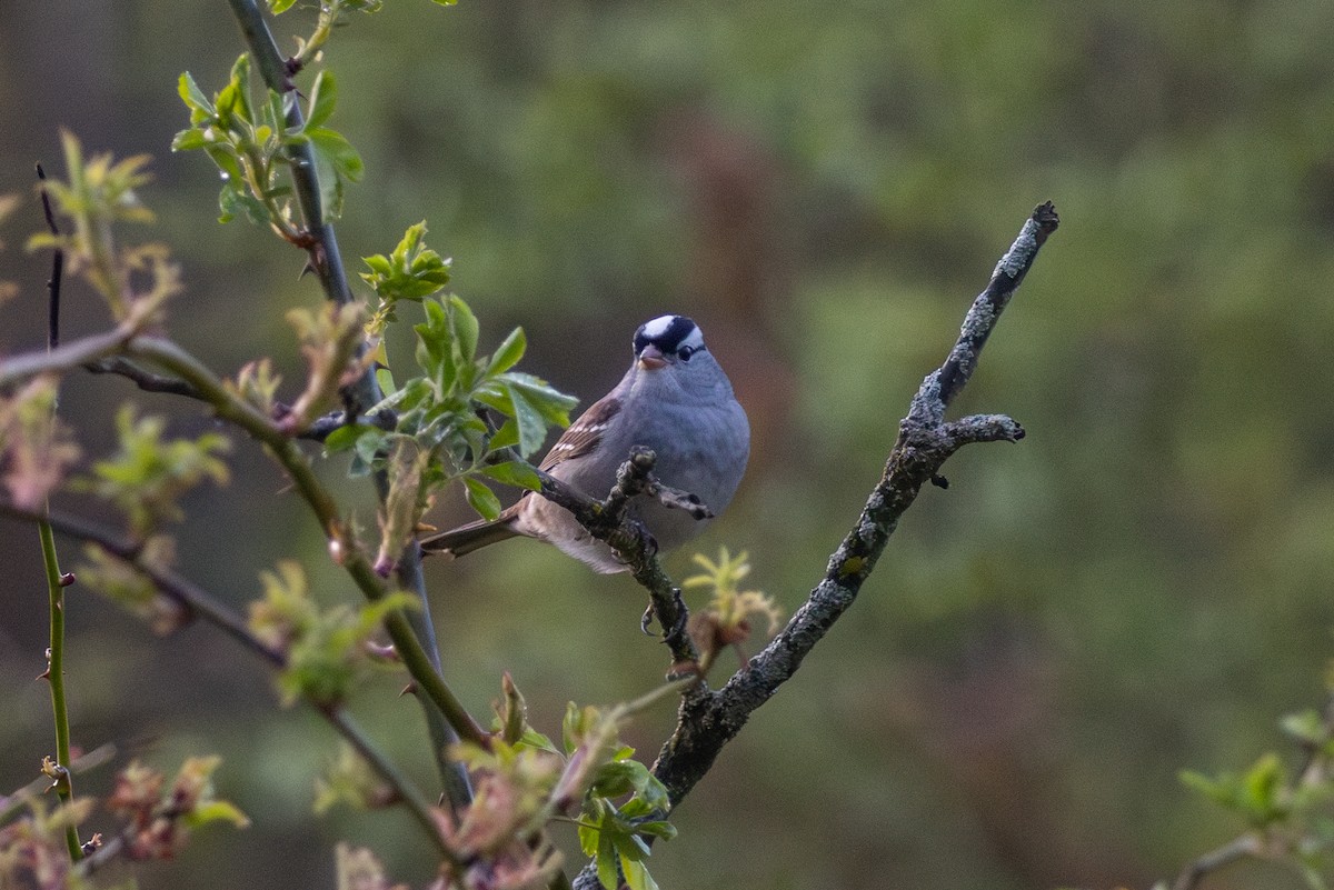 White-crowned Sparrow - Adam Farid