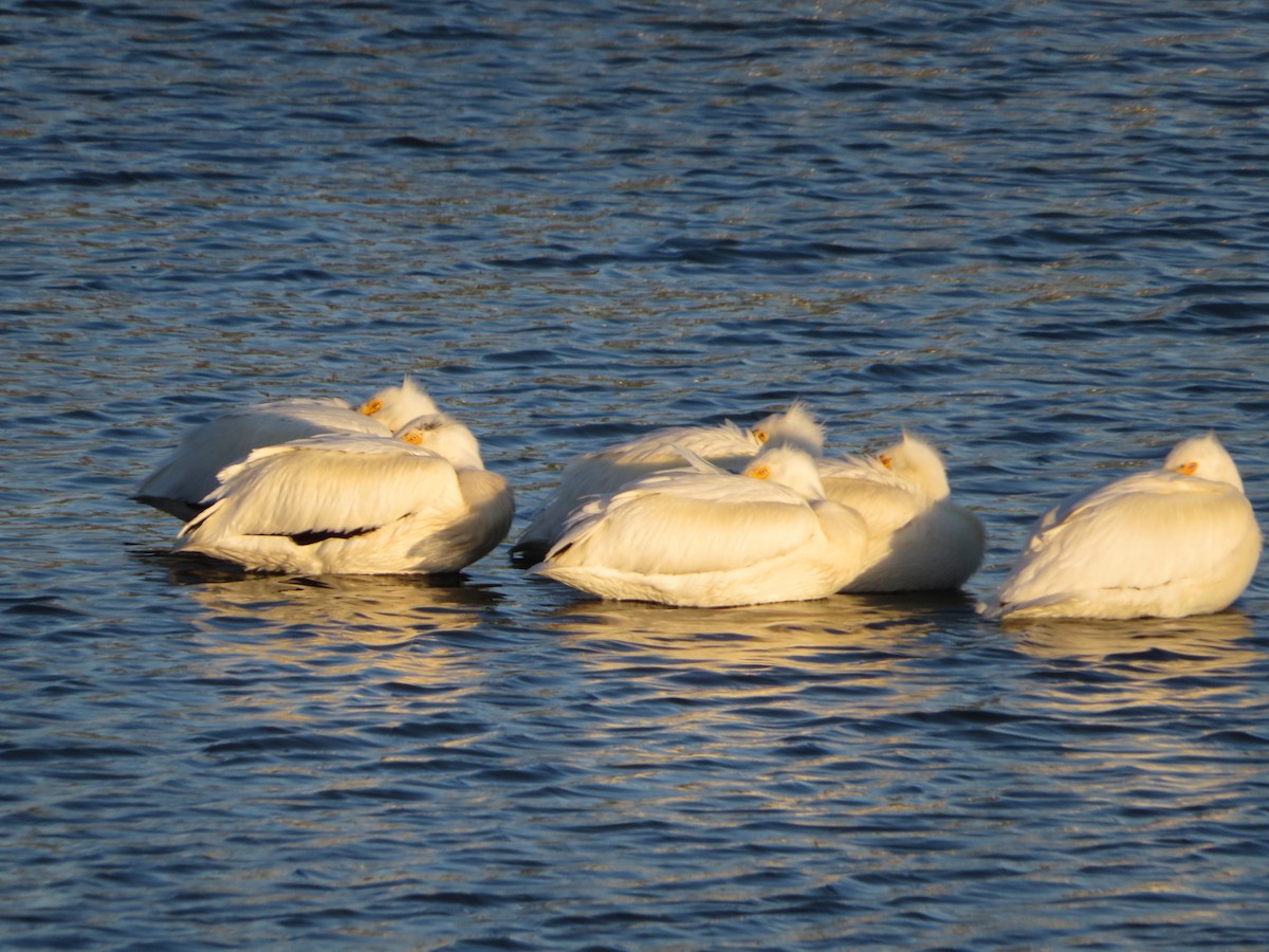 American White Pelican - Ken Wat