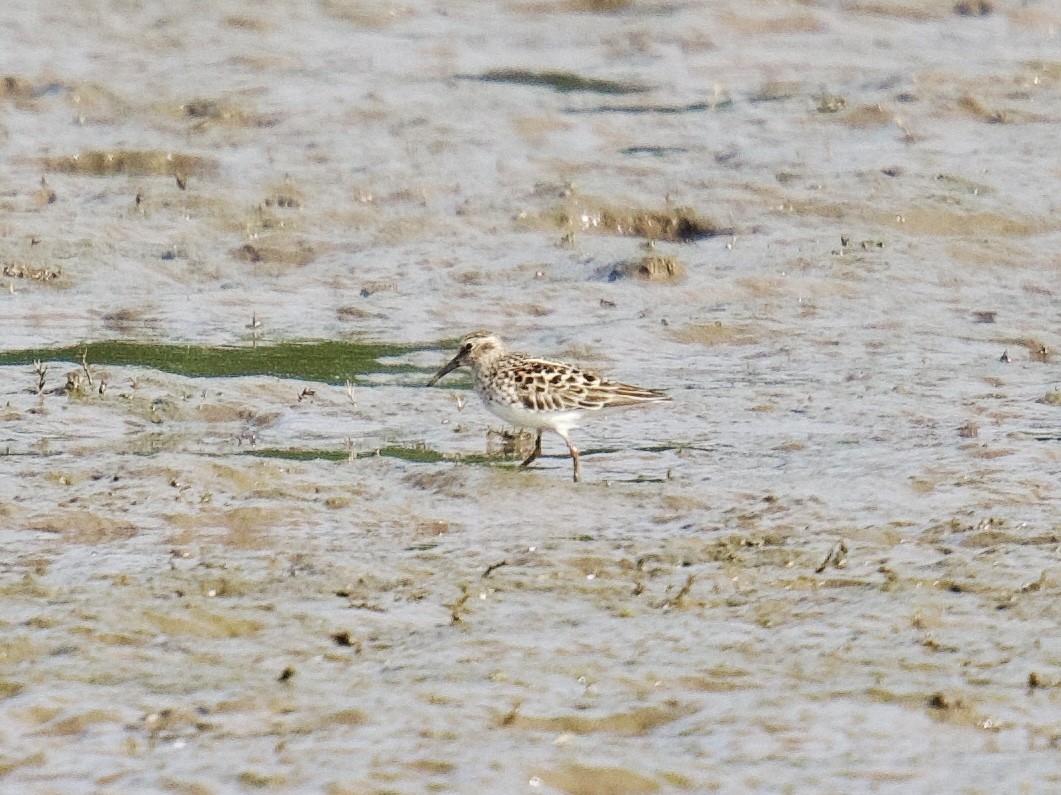 Least Sandpiper - Julia Gross