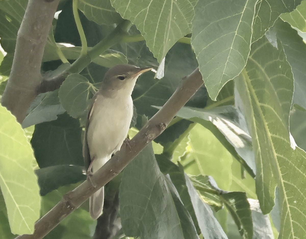 Eastern Olivaceous Warbler - Murat Polat