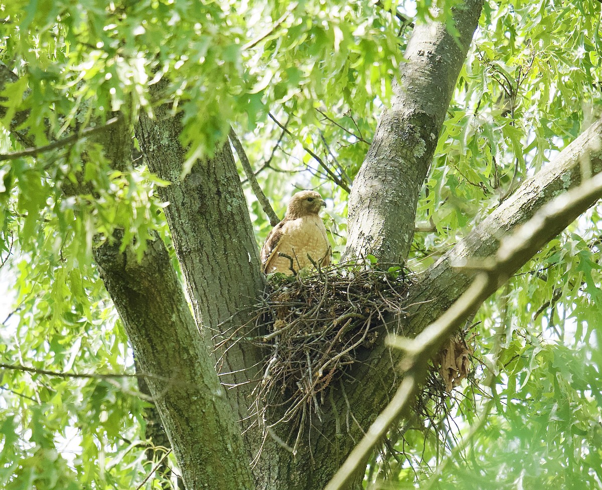 Red-shouldered Hawk - Julia Gross