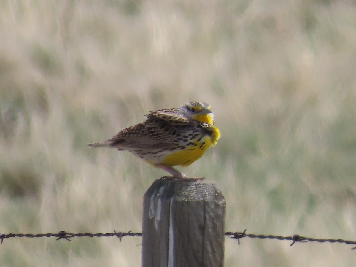 Western Meadowlark - Alex Grant