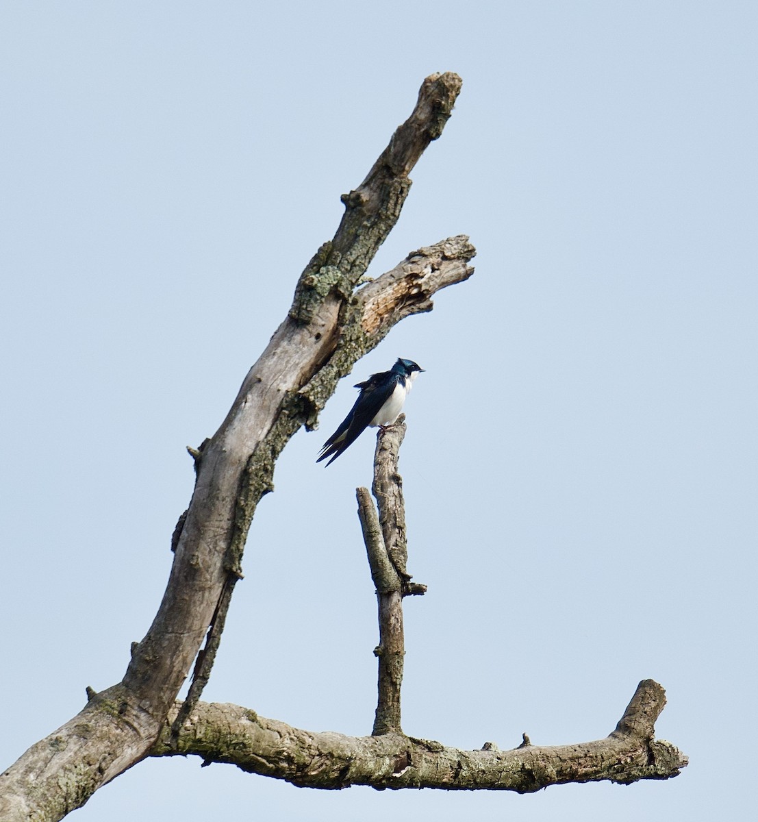 Tree Swallow - Julia Gross