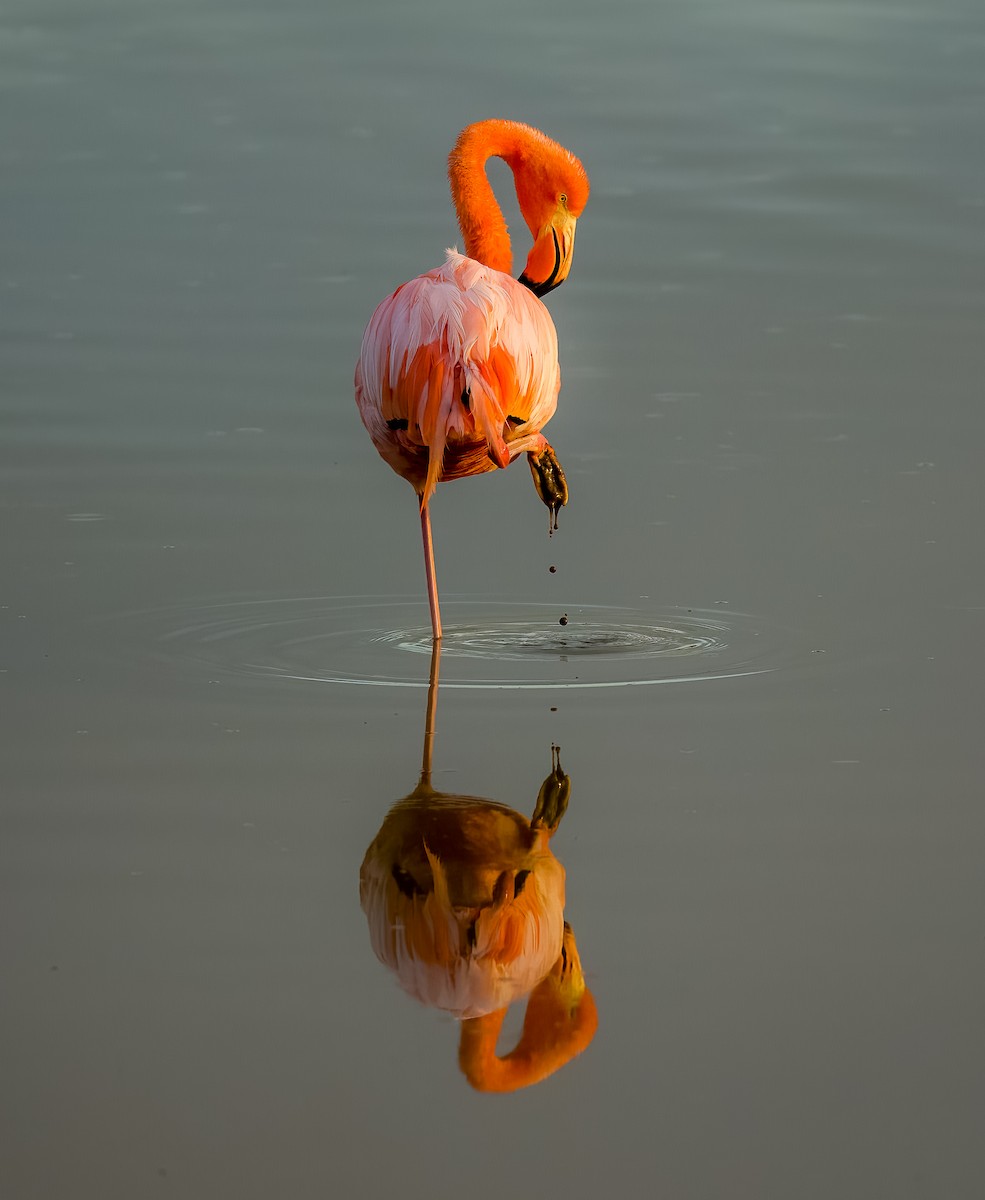 American Flamingo - Carlos Roberto Chavarria