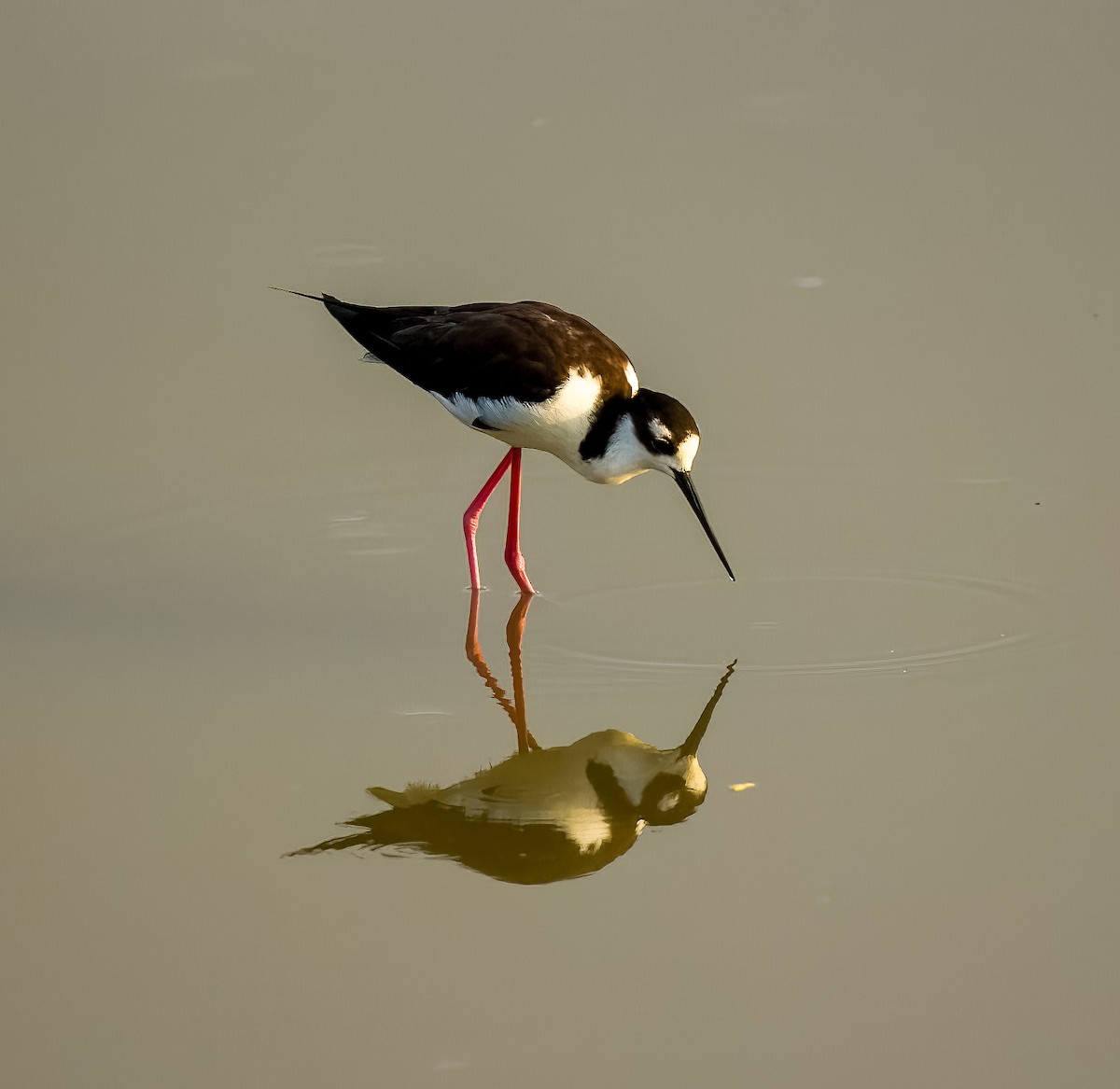 Black-necked Stilt - ML618247700