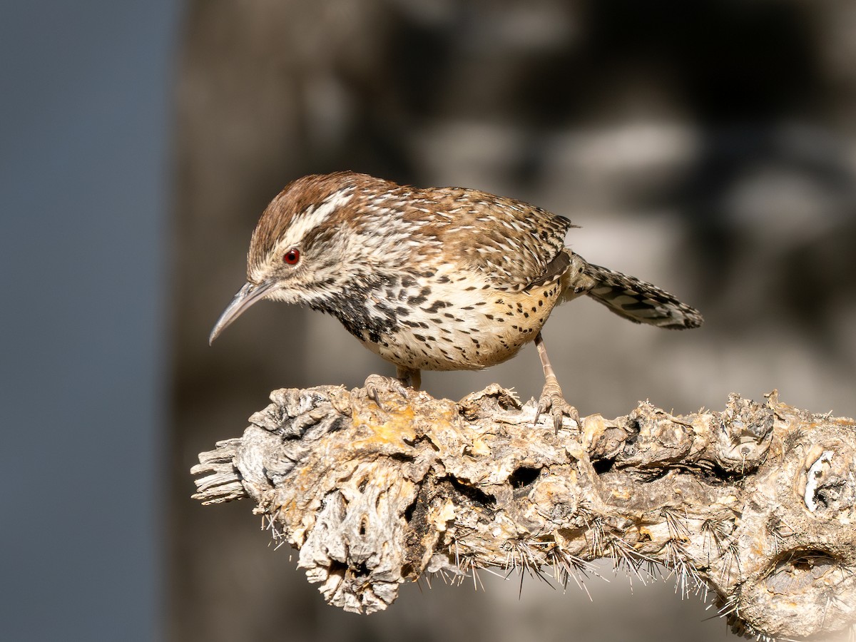 Cactus Wren - Ken Ferguson