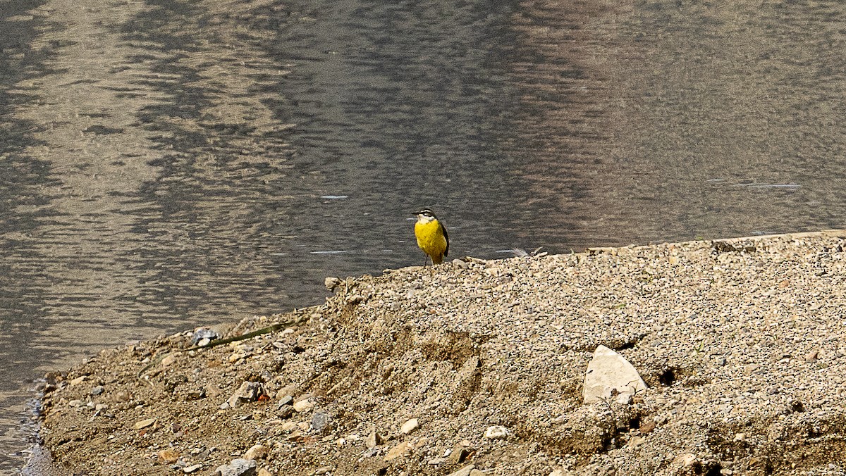 Citrine Wagtail - Xinyi Li