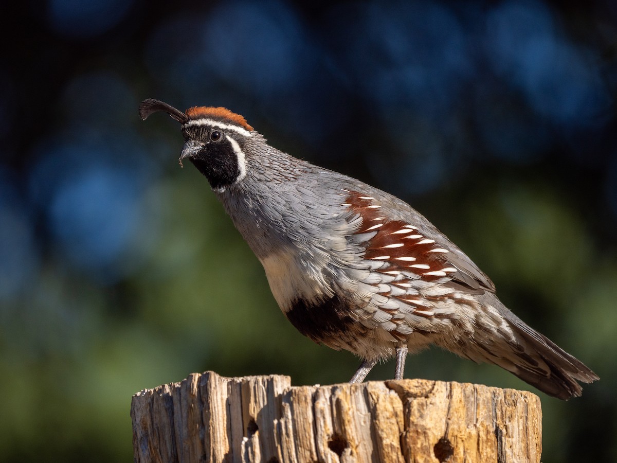 Gambel's Quail - Ken Ferguson