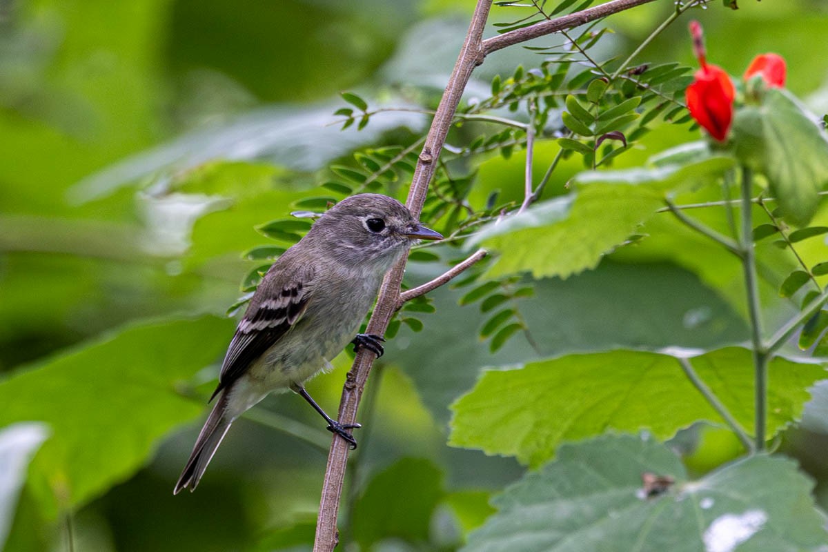 Least Flycatcher - Mark  Laussade