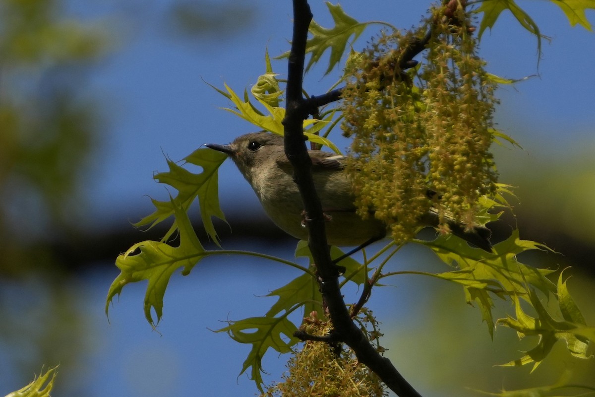 Ruby-crowned Kinglet - Yue Huang