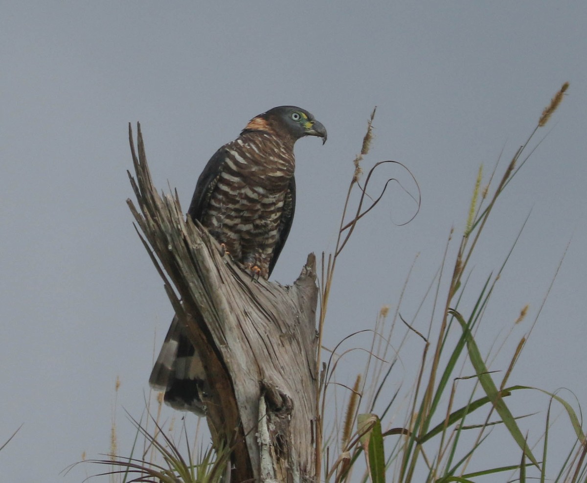 Hook-billed Kite - Roger Higbee