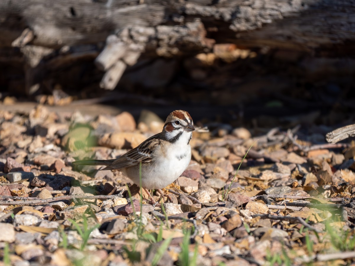 Lark Sparrow - Ken Ferguson