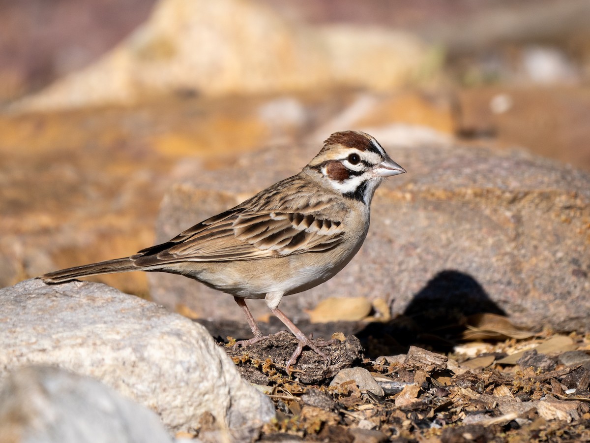 Lark Sparrow - Ken Ferguson