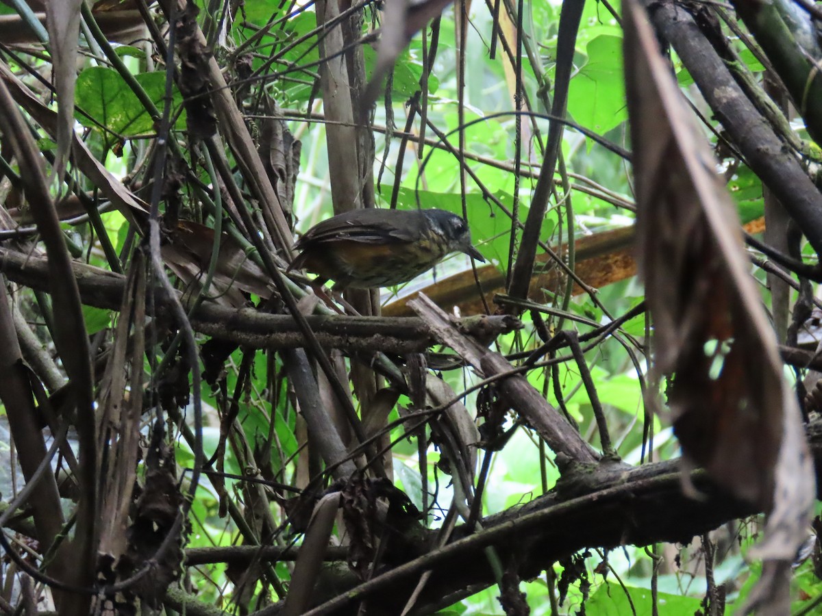 White-lored Antpitta - Angel Mamallacta