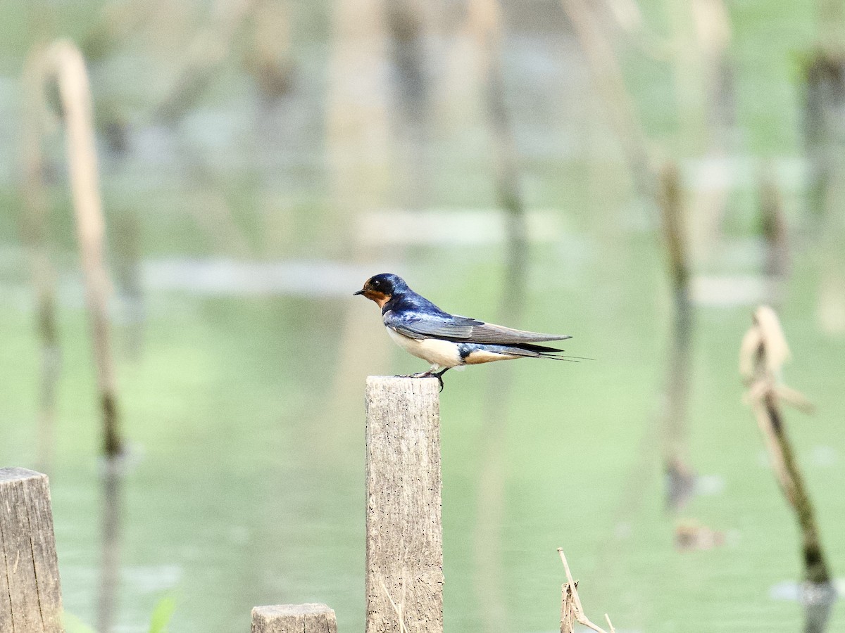 Barn Swallow - Julia Gross