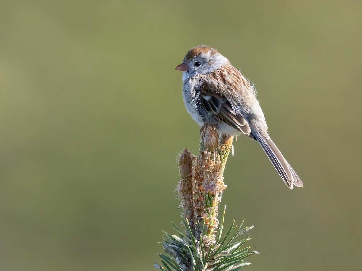 Field Sparrow - Tori Martel