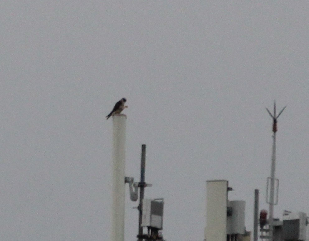 Peregrine Falcon - Pierina A. Bermejo