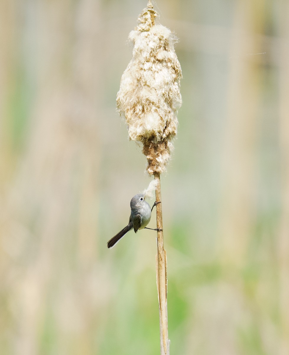 Blue-gray Gnatcatcher - Julia Gross