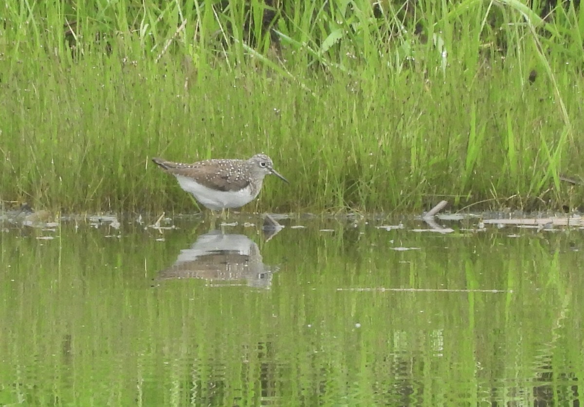 Solitary Sandpiper - ML618247784