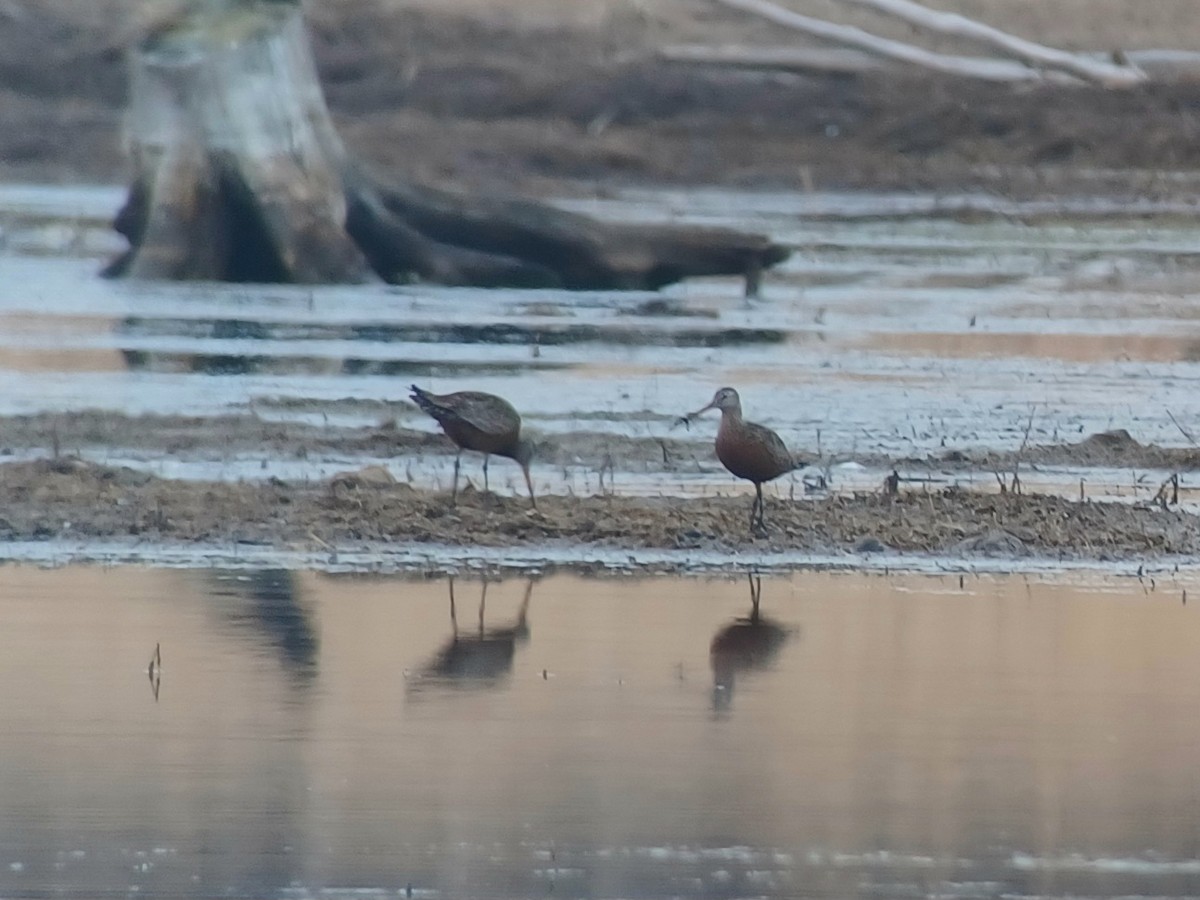 Hudsonian Godwit - Aaron Lang