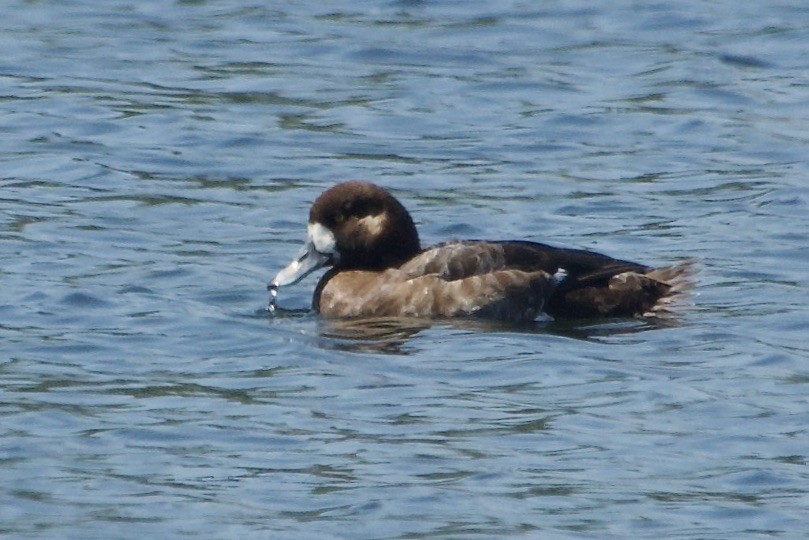Greater Scaup - ML618247787