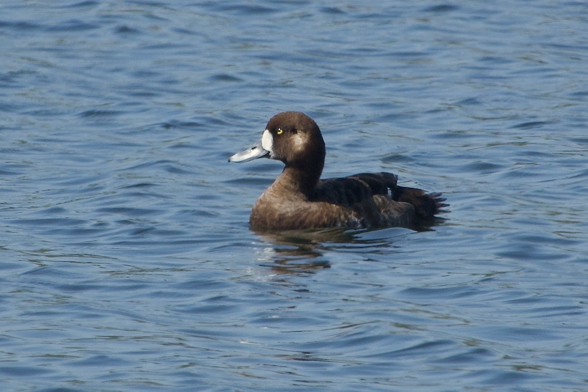 Greater Scaup - ML618247791