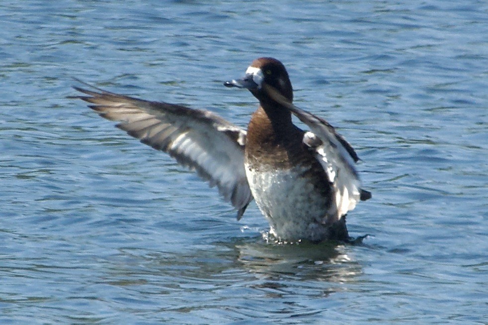 Greater Scaup - ML618247792