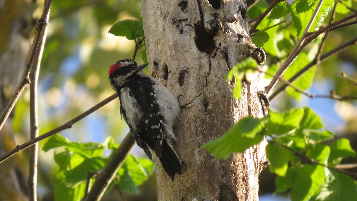 Downy Woodpecker - Josiah Chase