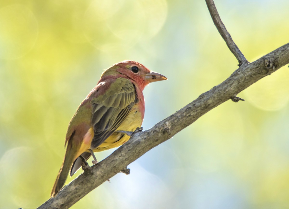 Summer Tanager - David Fraide