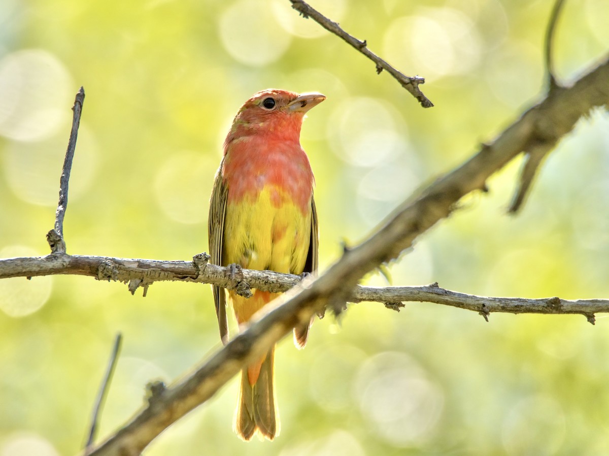 Summer Tanager - David Fraide