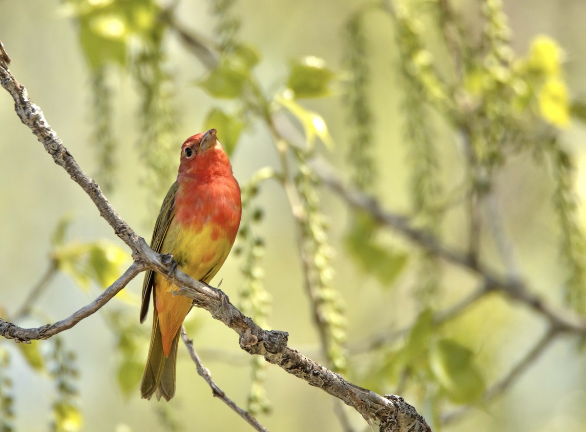 Summer Tanager - David Fraide